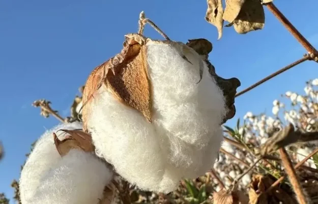 organic cotton, GOTS certified, sustainable cotton, why organic cotton, Exfatter organic cotton