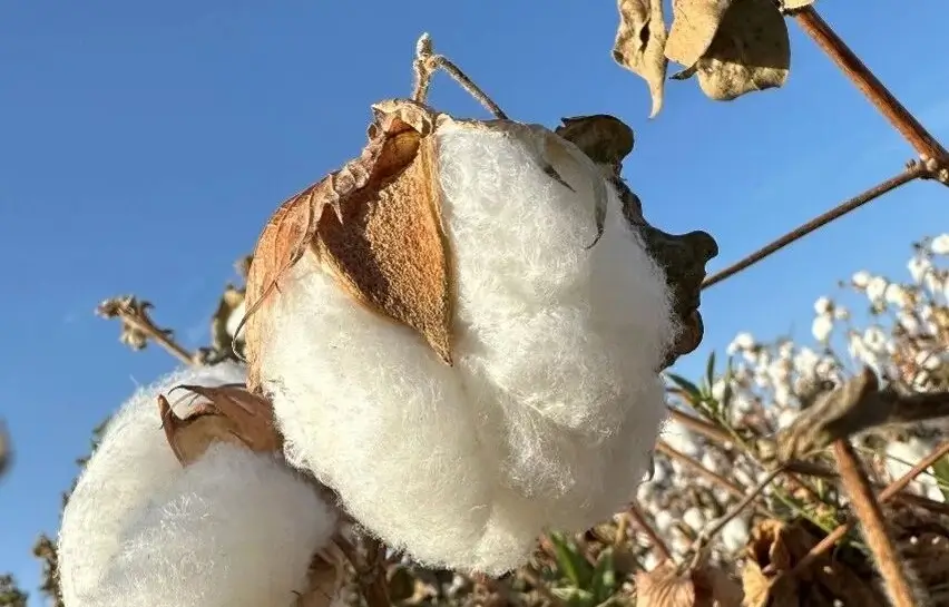 organic cotton, GOTS certified, sustainable cotton, why organic cotton, Exfatter organic cotton