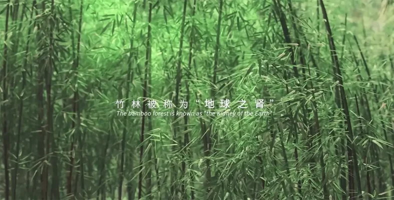 Why Bamboo Fabric? Sustainability, Performance, and the Exfatter Difference