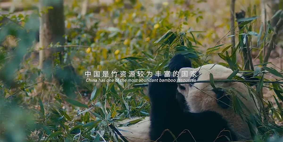 The Fiber Behind the Fabric: Why We Choose Tenbro Bamboo